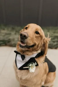 cachorro na cerimônia