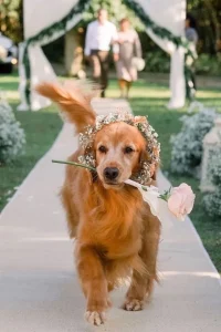 Bichinho de estimação no casamento carregando uma flor