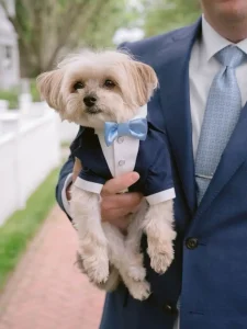 cachorro de estimação com roupinha divertida